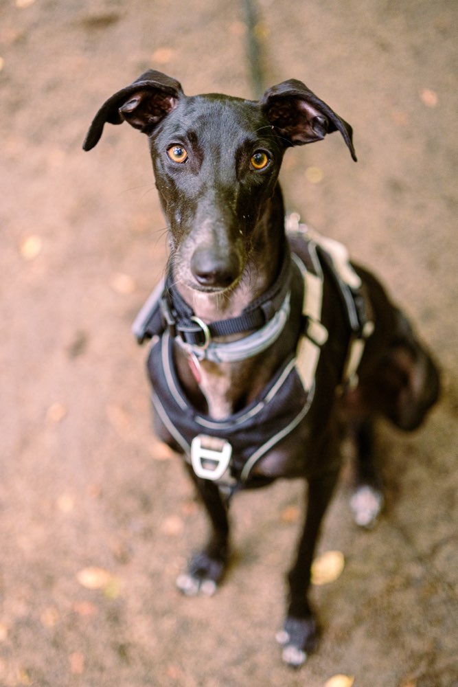 Hundetreffen-Suche eingezäunte Wiese / Hundeplatz-Profilbild