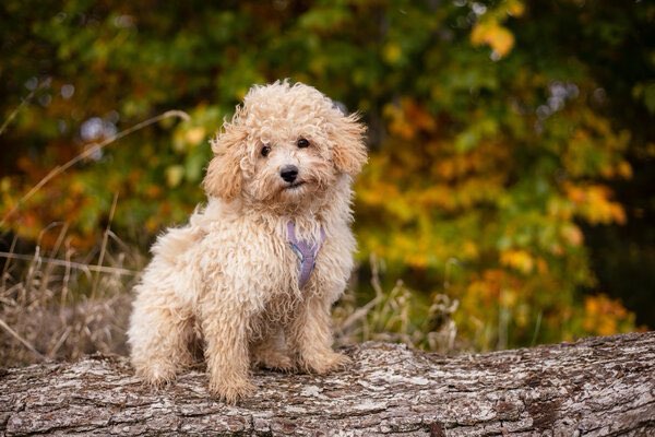 Hundetreffen-Spiel-  und Spazierfreunde für kleinen Welpen gesucht-Profilbild