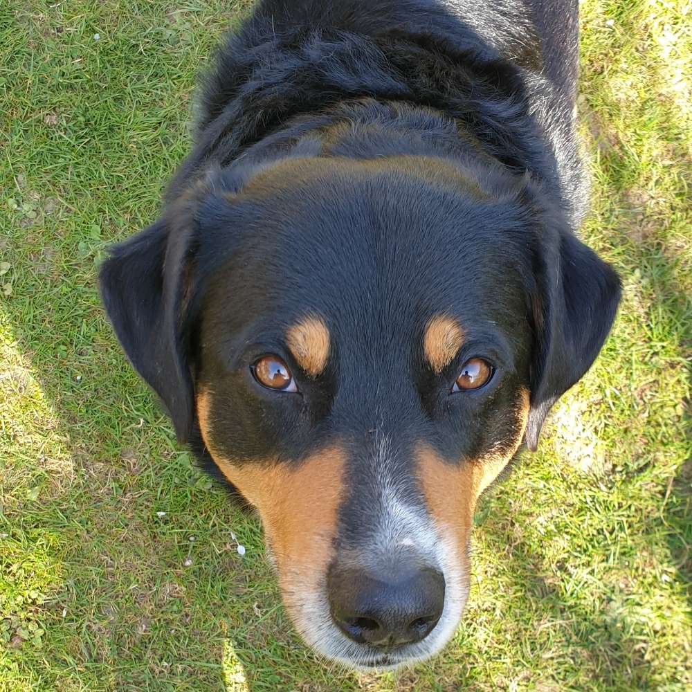 Hundetreffen-Ausgiebiges Gassi gehen und Toben-Profilbild