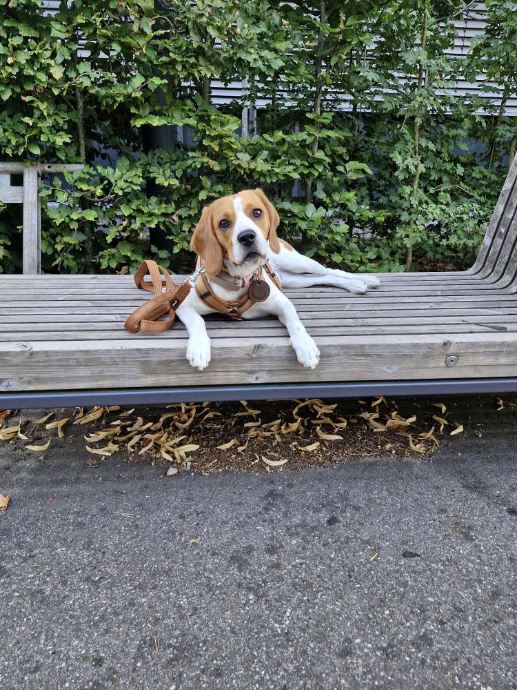 Hundetreffen-Gassitreff Walldorf und Umgebung-Profilbild