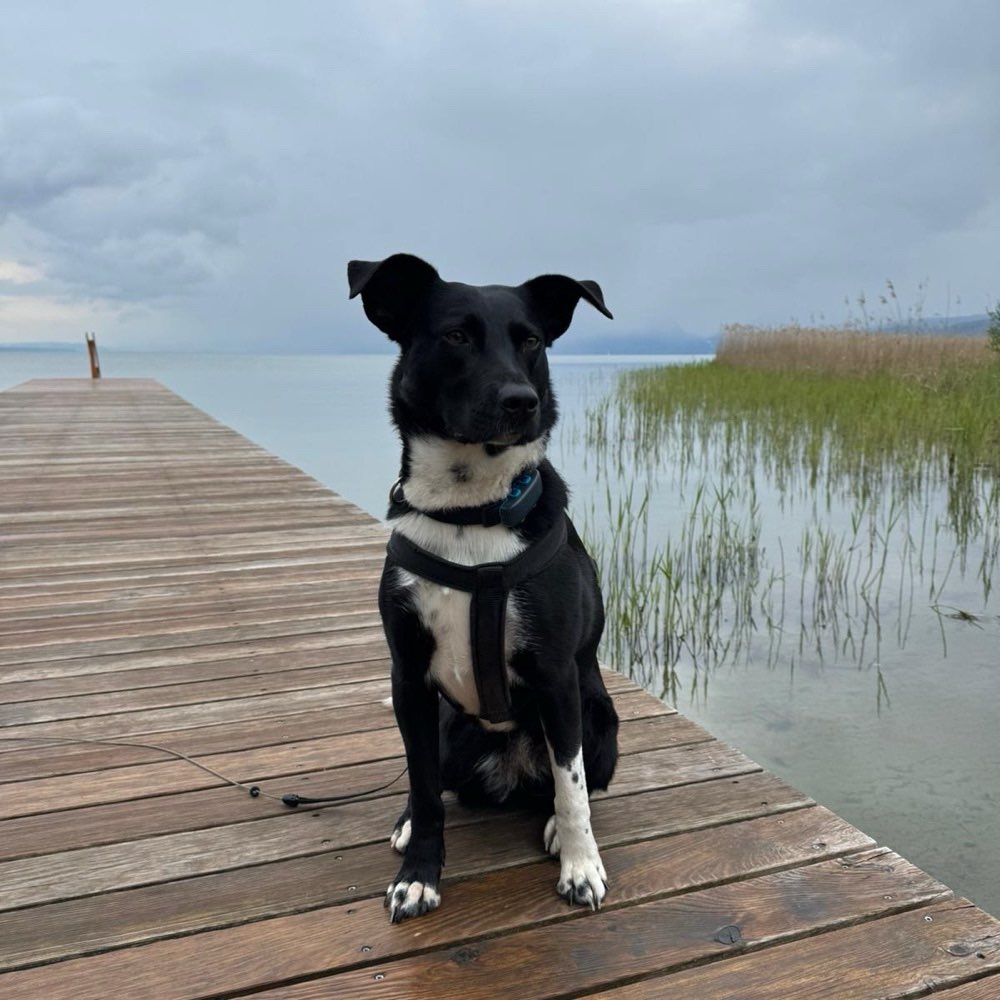 Hundetreffen-Gassirunde/ Spielgefährte-Profilbild