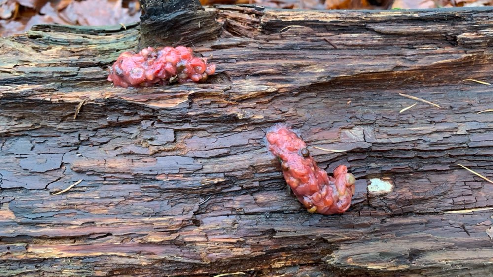 Giftköder-Giftköder-Profilbild