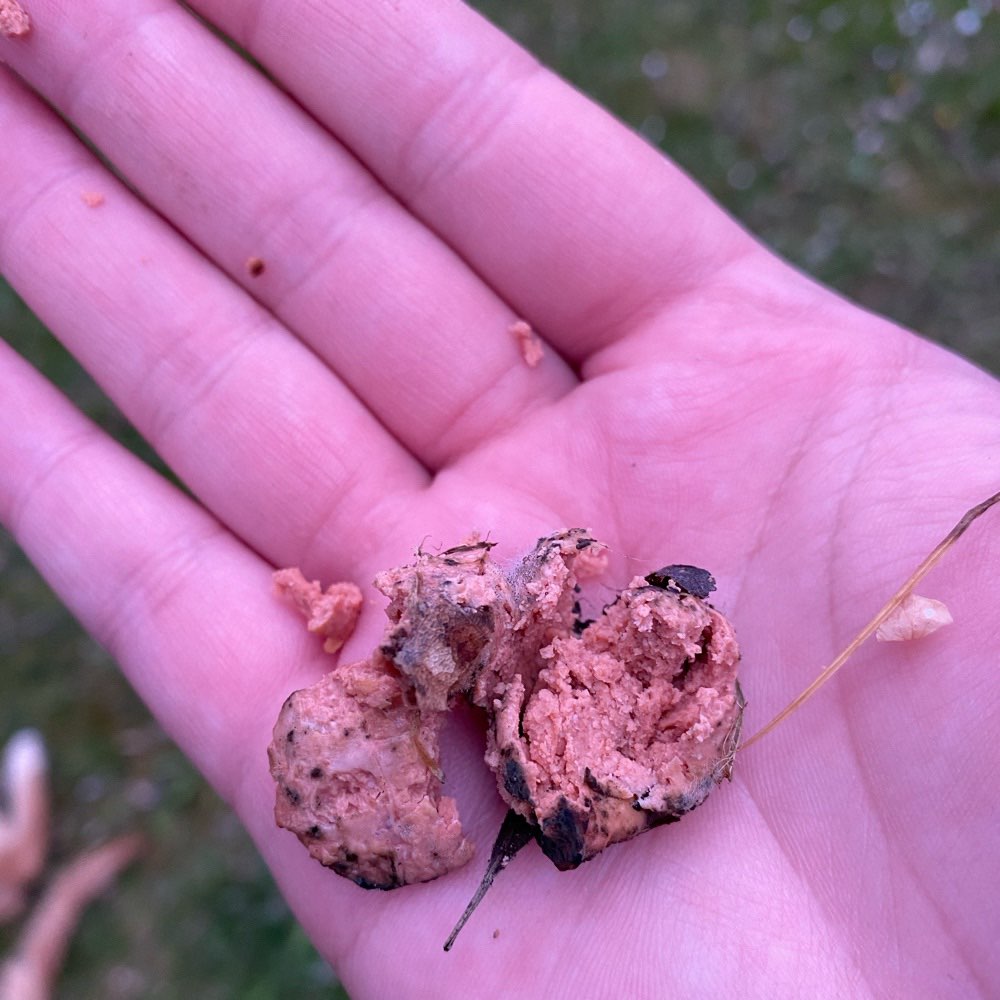 Giftköder-Giftköder-Profilbild