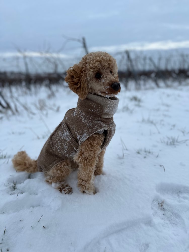 Hundetreffen-Spielfreunde/Spaziergang-Profilbild