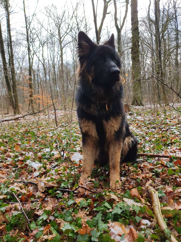 Hundetreffen-Junghund Treffen-Profilbild