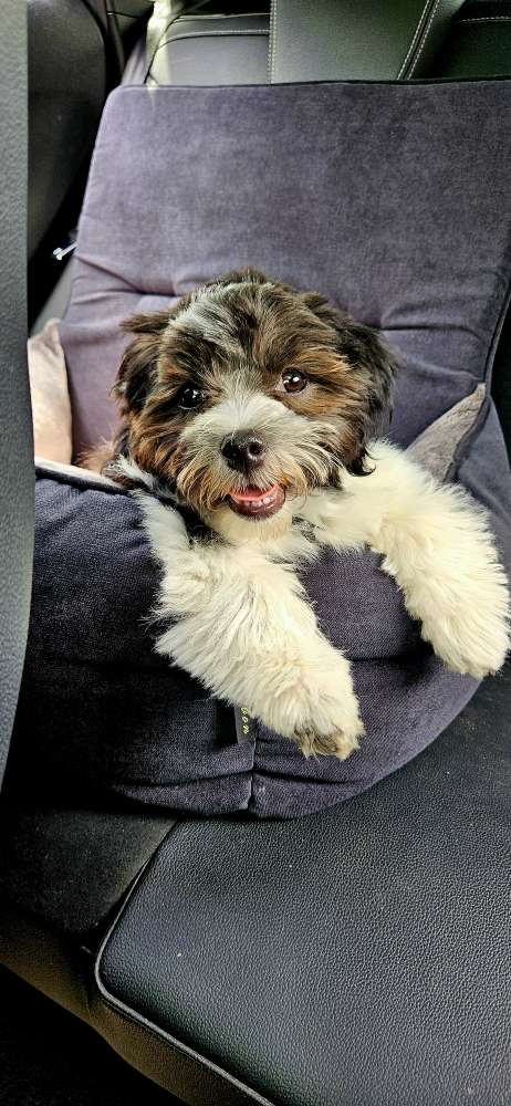 Hundetreffen-Hunde und Menschenfreundschaften-Profilbild