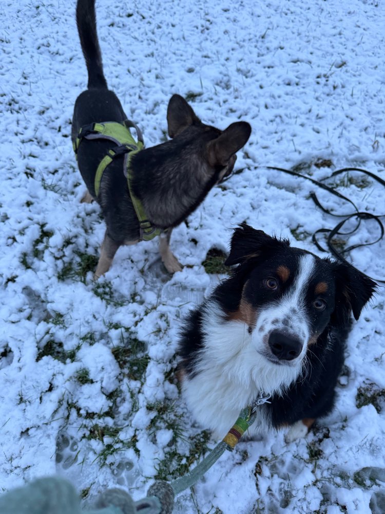 Hundetreffen-Hundetreffen in Dormagen & Umgebung-Profilbild