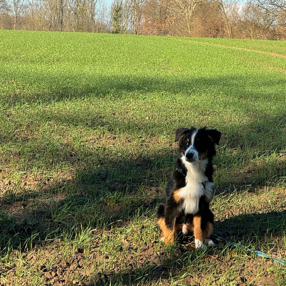 Hundetreffen-Social Walk/Spieltreffen-Profilbild