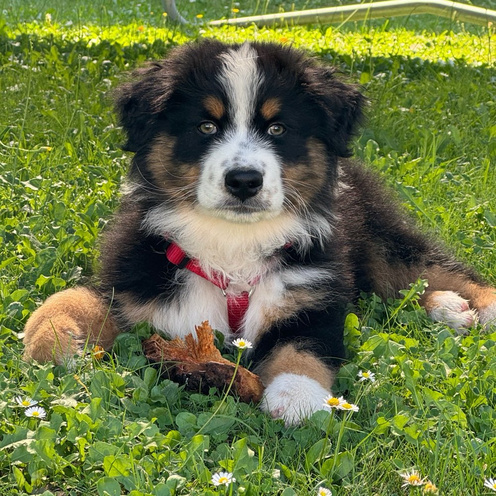 Hundetreffen-Welpentreffen in Dormagen-Profilbild