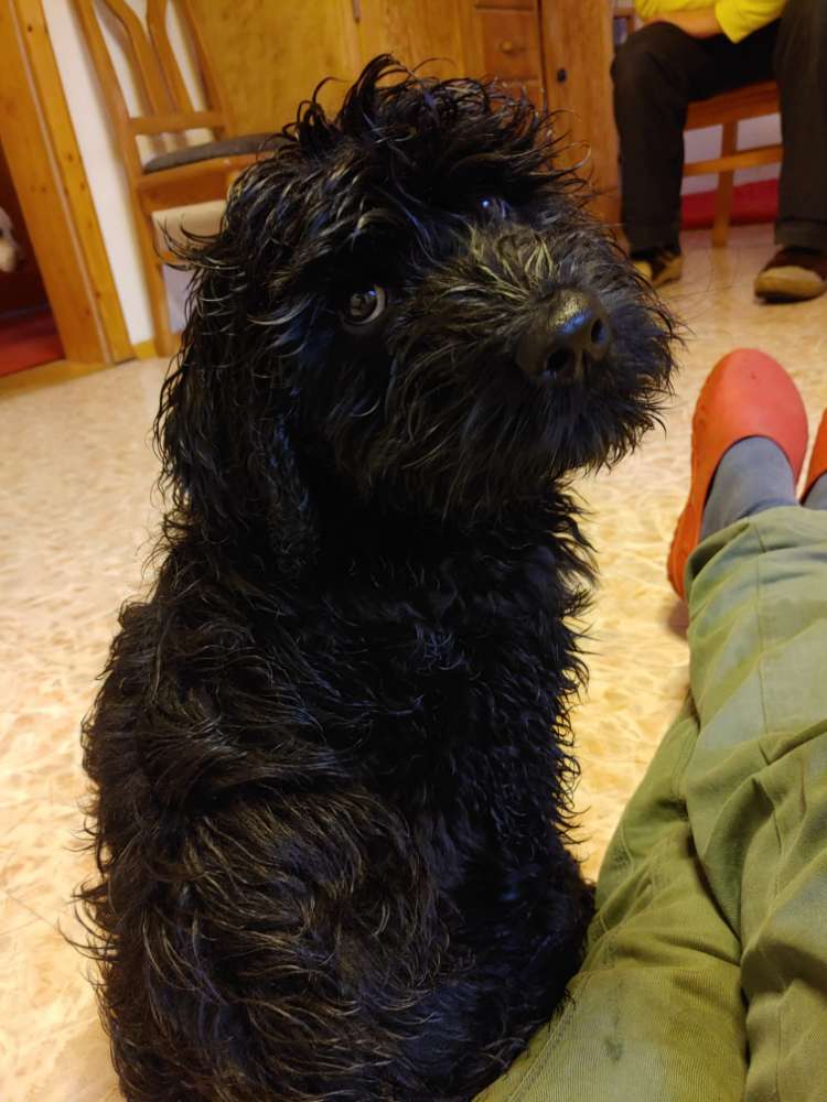 Hundetreffen-Ein Fach nur spielen-Profilbild
