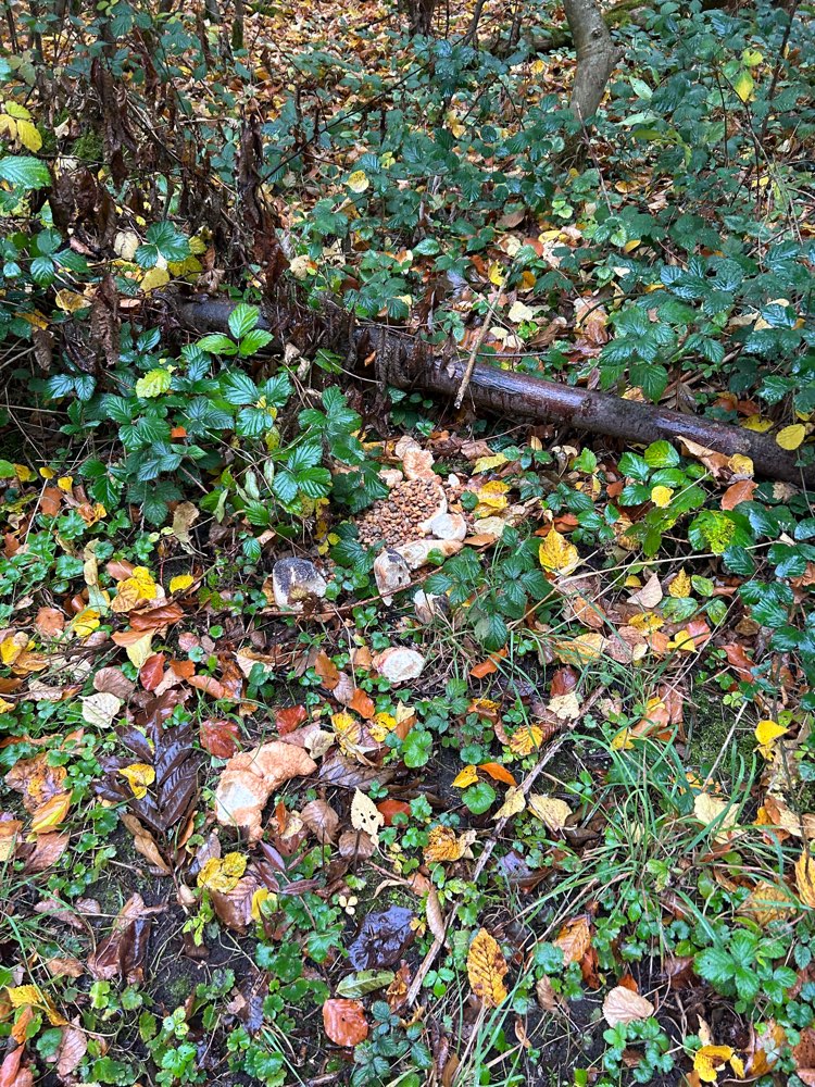 Giftköder-Achtung Brötchen und Trockenfutter-Profilbild