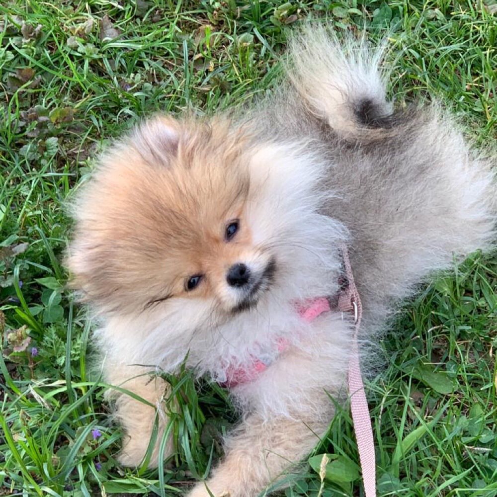 Hundetreffen-Pomeranian Treffen-Profilbild