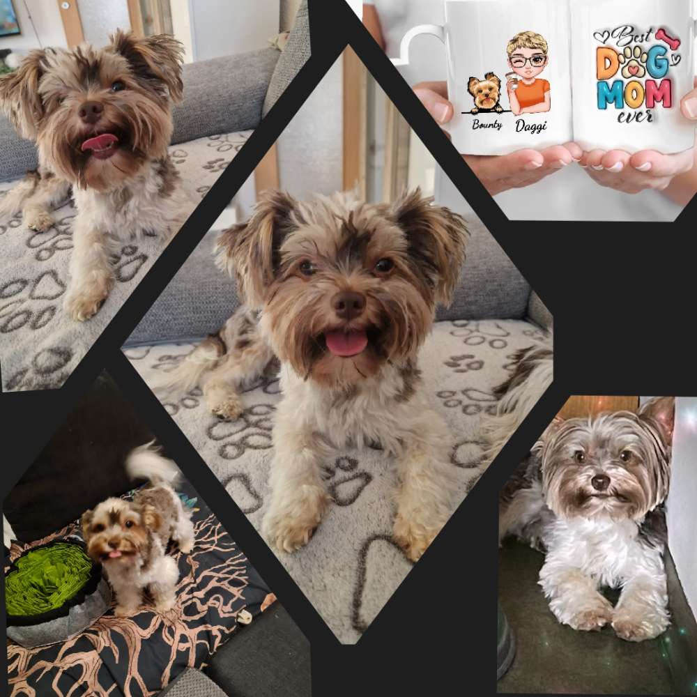 Hundetreffen-Bounty freut sich über Gassirunden mit kleinen und mittleren Hunden.-Profilbild