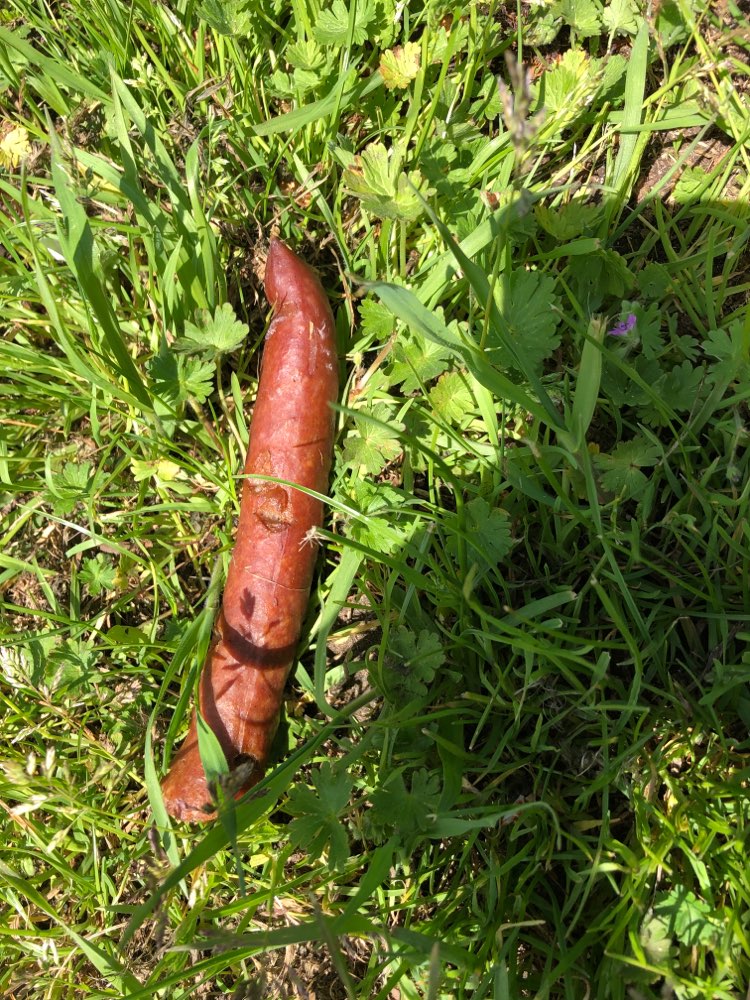 Giftköder-Wurst gefunden-Profilbild
