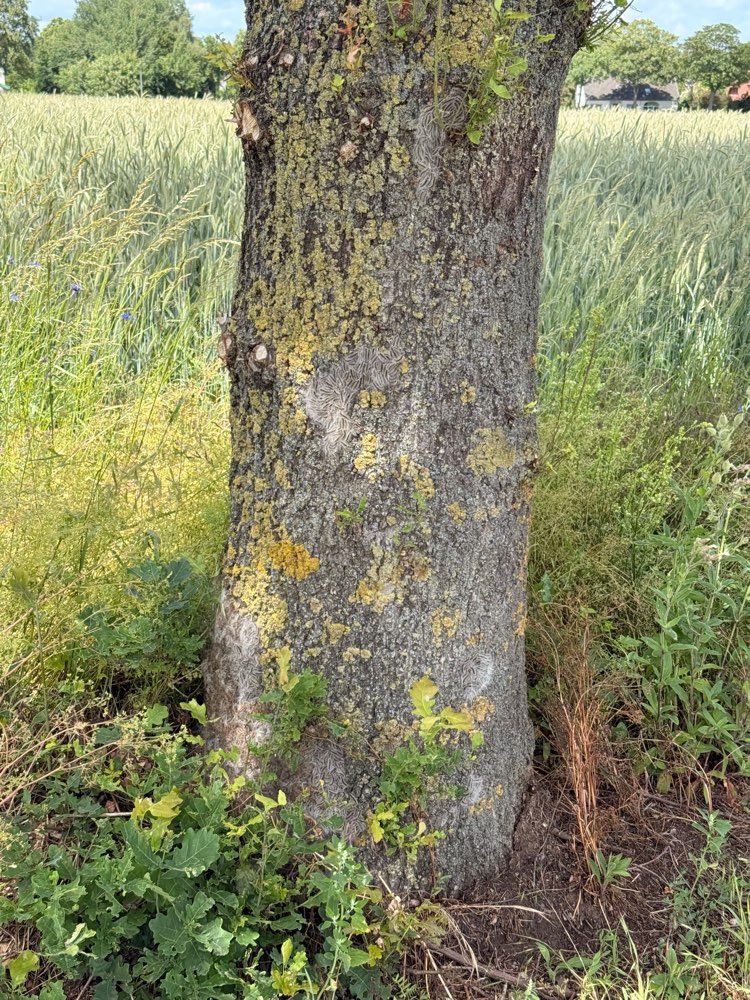 Giftköder-Eichenprozessionsspinner-Profilbild