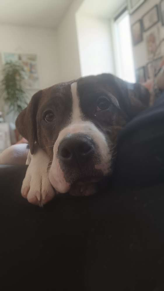 Hundetreffen-Junghunde Treffen-Profilbild