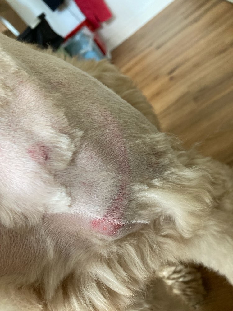 Giftköder-Hund von Bulldogge angegriffen-Profilbild
