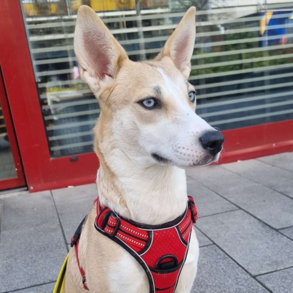 Hundetreffen-Spieletreffen gesucht-Profilbild