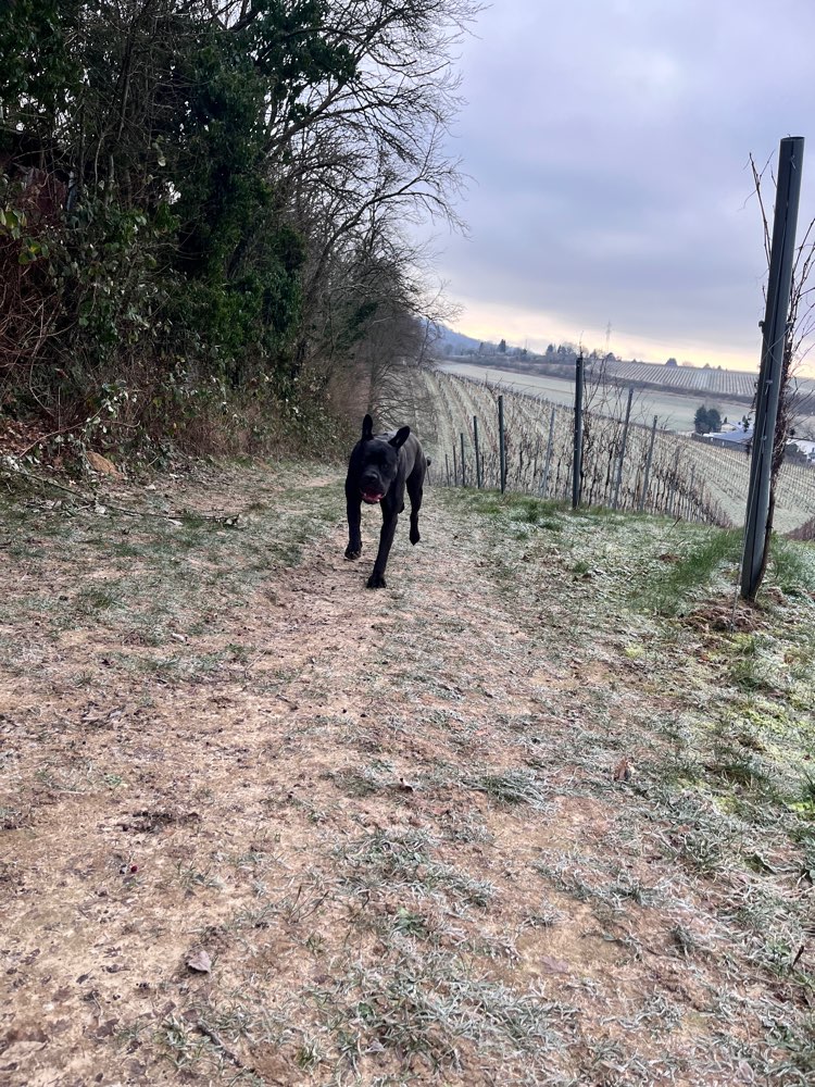 Hundetreffen-Gassi- und Spielkameraden HD-Emmertsgrund-Profilbild