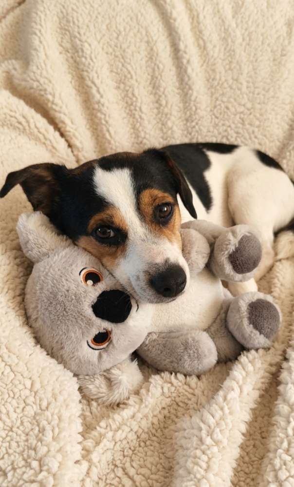 Hundetreffen-Spaziergänge in Braak-Profilbild