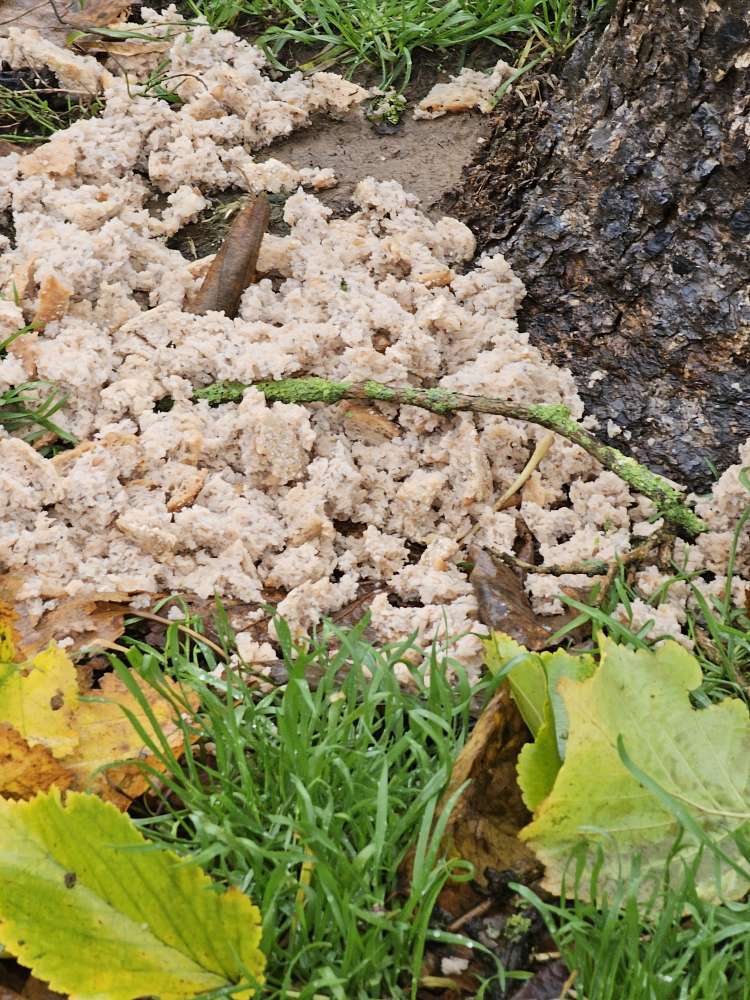 Giftköder-Giftköder? Brot/Schinken! (Hundewiese)-Profilbild