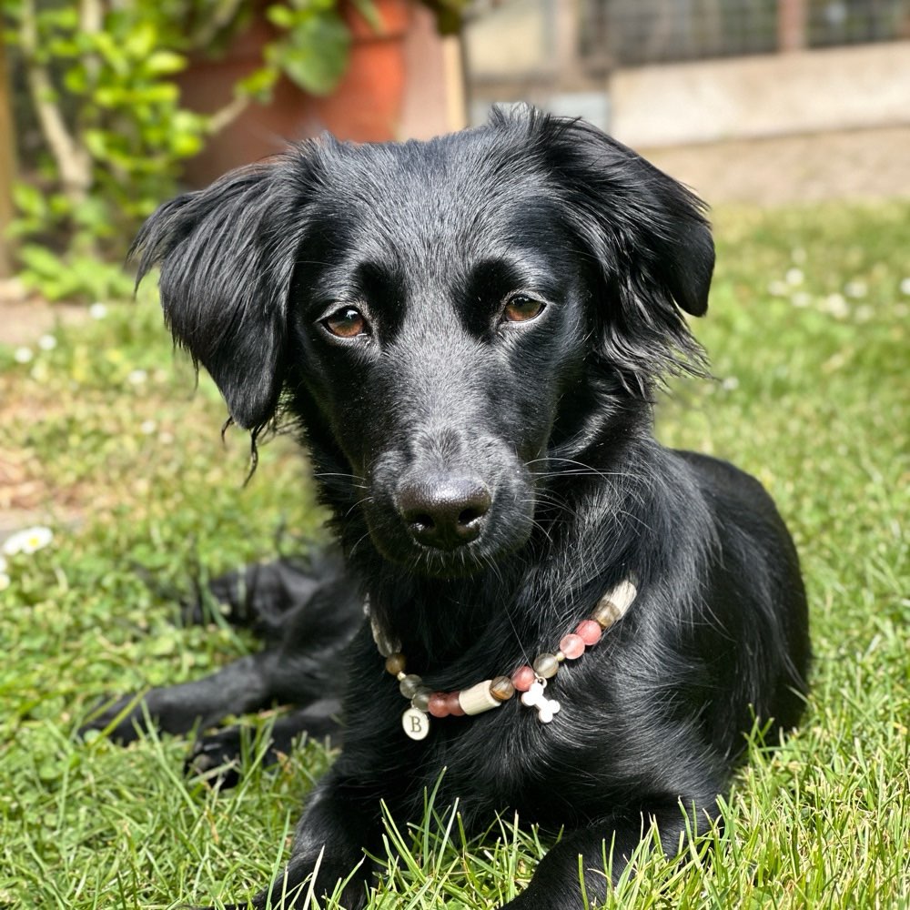 Hundetreffen-Neue Freunde gesucht :)-Profilbild