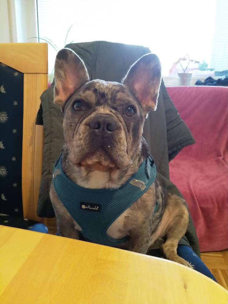 Hundetreffen-Gemeinsames spazieren gehen-Profilbild