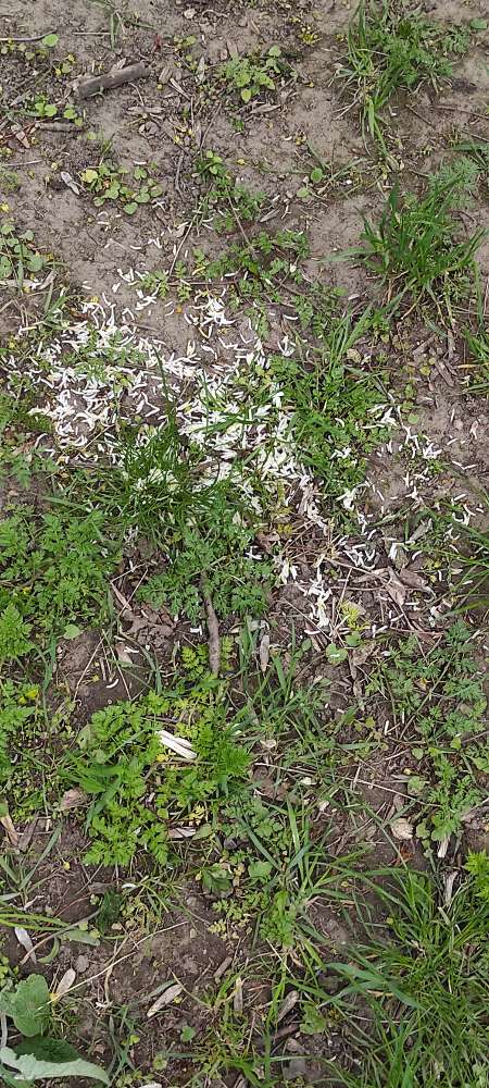 Giftköder-evtl. Giftköder-Profilbild