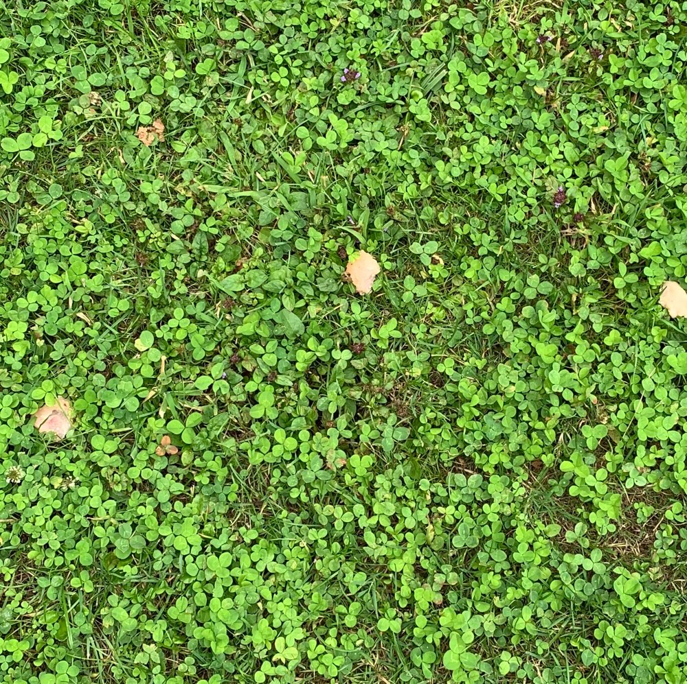 Giftköder-Giftköder-Profilbild