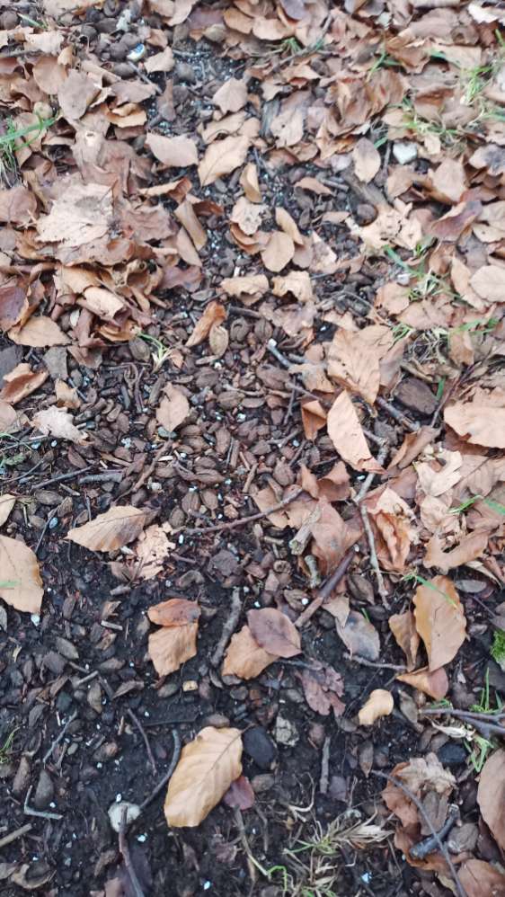 Giftköder-Blaukorn oder Rattengift-Profilbild