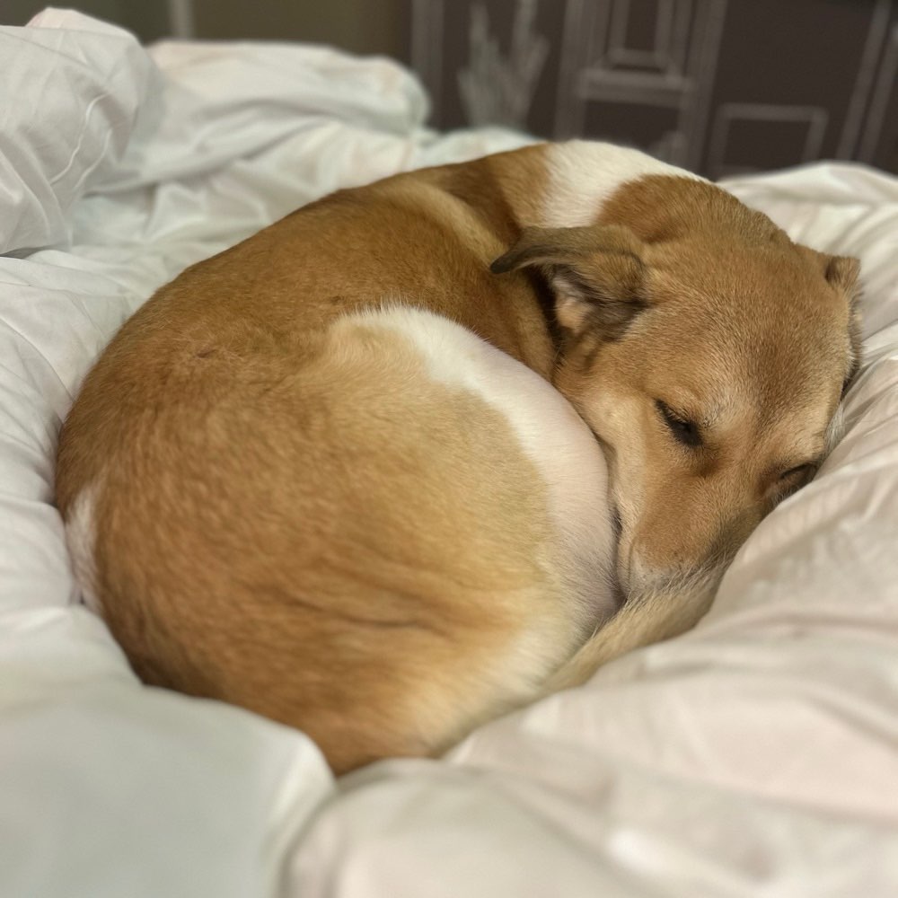 Hundetreffen-Gemeinsames Gassi gehen-Profilbild