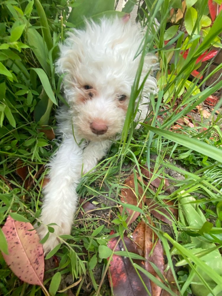 Hundetreffen-for Suki, 13 weeks - short playdates wanted-Profilbild