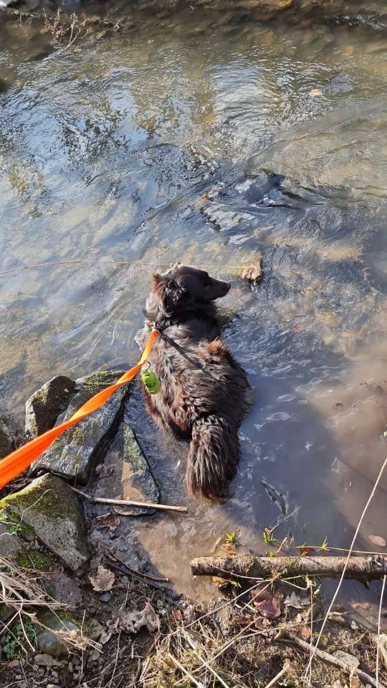 Hundetreffen-Gassi, Toben, Käffchen trinken😁-Profilbild