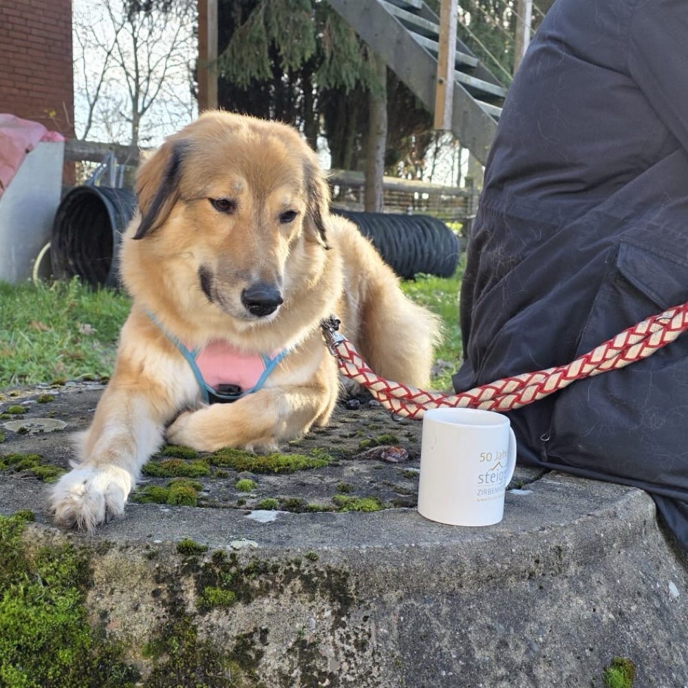 Hundetreffen-Social Walk-Profilbild