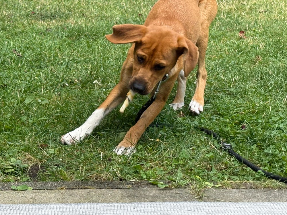 Hundetreffen-Spielkamerad gesucht-Profilbild