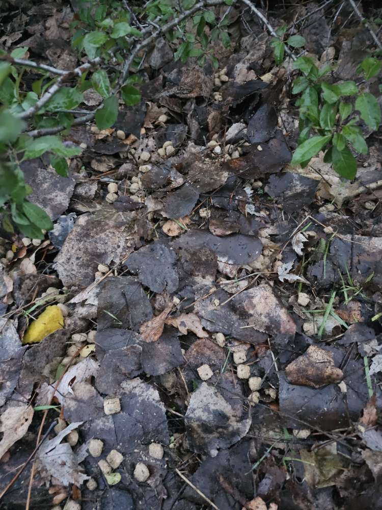 Giftköder-Hundefutter-Profilbild