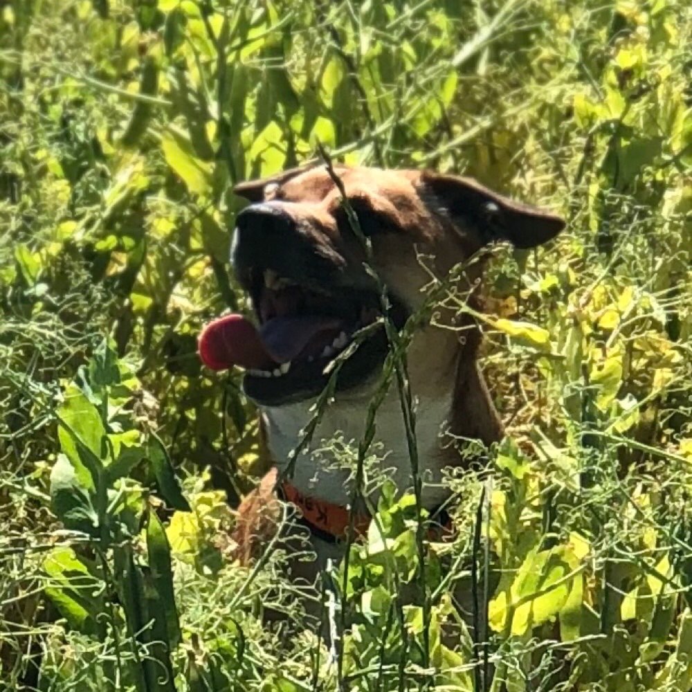 Hundetreffen-Hundegassi Gruppe in Königslutter-Profilbild