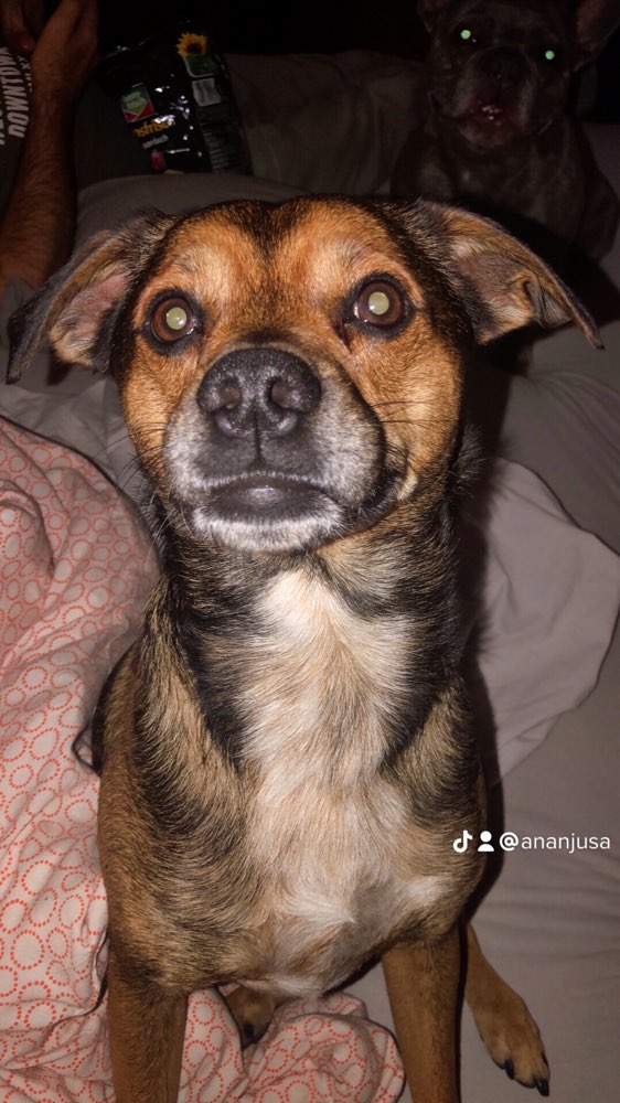 Hundetreffen-Hundegassirunde-Profilbild