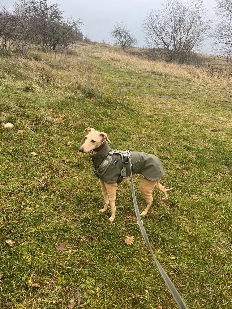 Hundetreffen-Spielfreunde gesucht-Profilbild