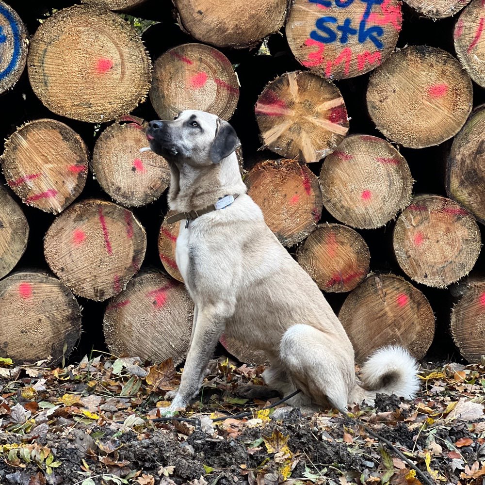 Hundetreffen-Hundebegegnungen trainieren 🐶-Profilbild