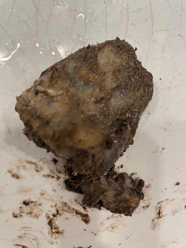 Giftköder-Vermutlich Giftköder-Profilbild