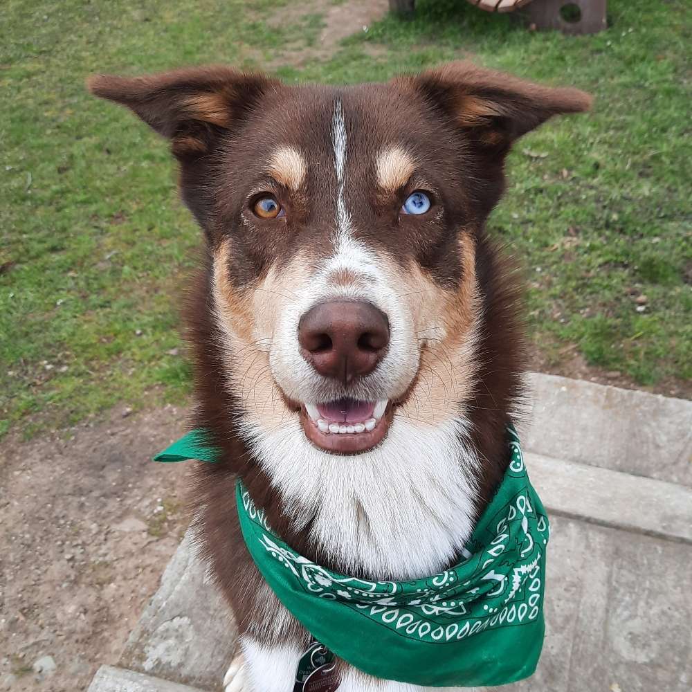 Hundetreffen-Spieltreffen und Gassirunde-Profilbild