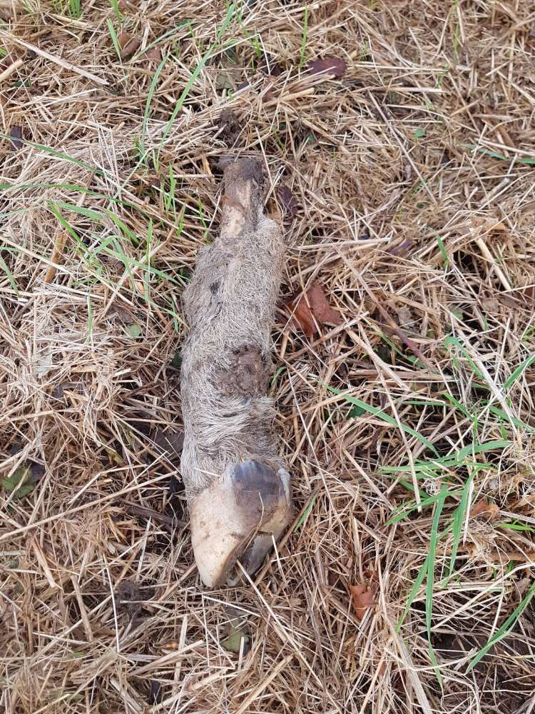 Giftköder-Schafsbein-Profilbild