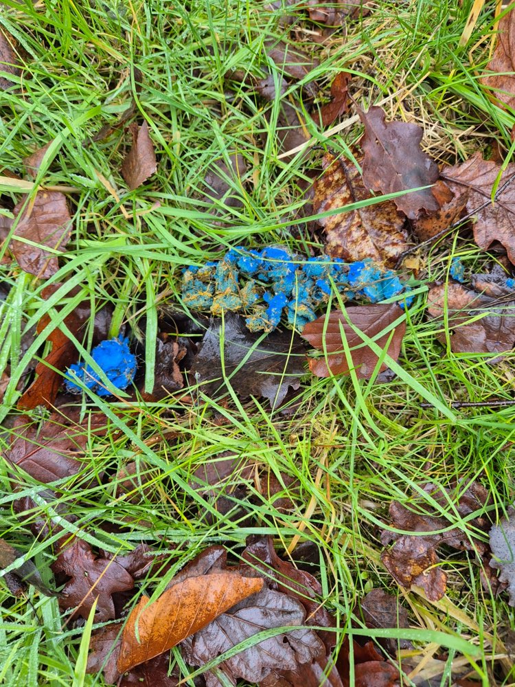 Giftköder-Komischer blauer Haufen-Profilbild