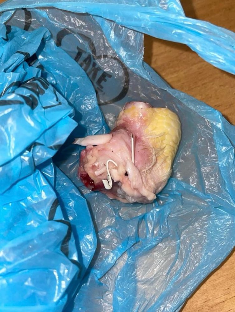 Giftköder-Giftköder-Profilbild