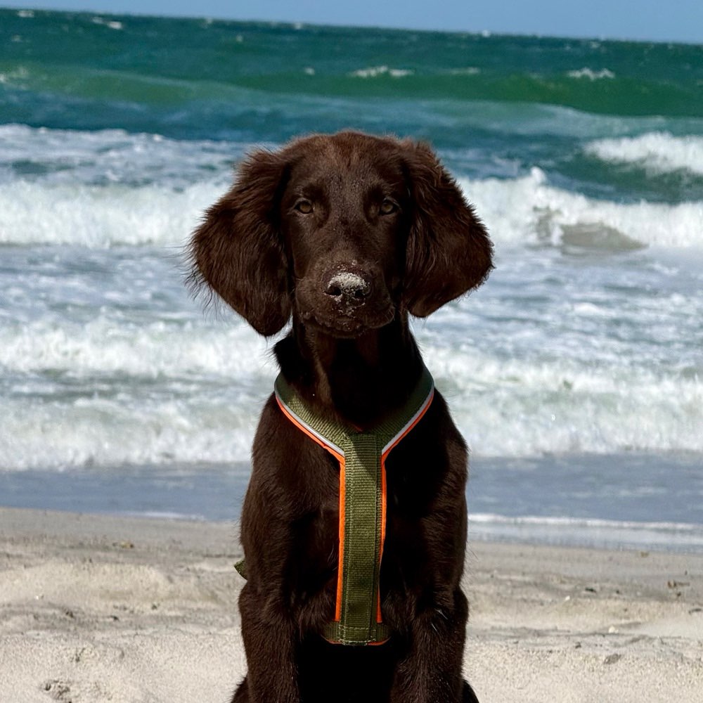 Hundetreffen-Junghund sucht Spielkameraden & Gassi-Freunde-Profilbild
