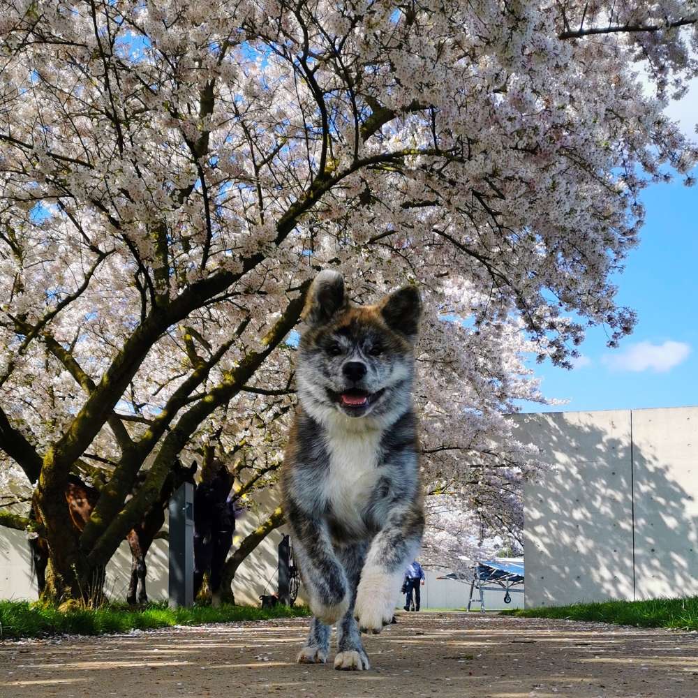 Hundetreffen-Kumpels gesucht!-Profilbild