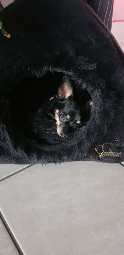 Hundetreffen-Zusammen Gassi gehen-Profilbild