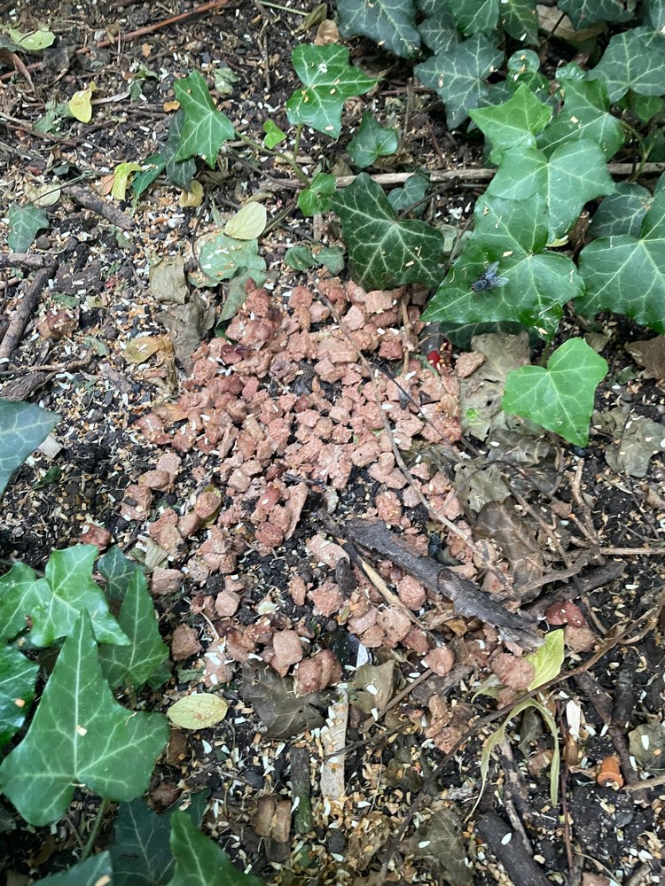 Giftköder-Tierfutter mit Glasscherben Innenstadt-Profilbild