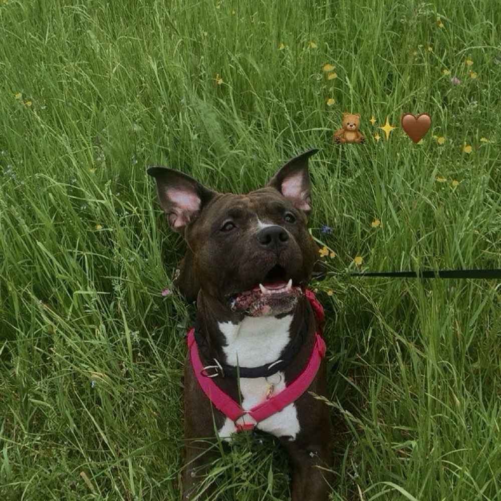 Hundetreffen-Gassi Buddy zum spielen und toben gesucht-Profilbild